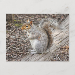 Carte Postale Grey Squirrel Bute Park, Cardiff, Pays de Galles.