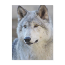Grey Wolf Closeup