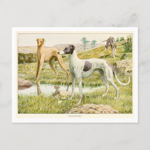 Carte postale Greyhound Dogs