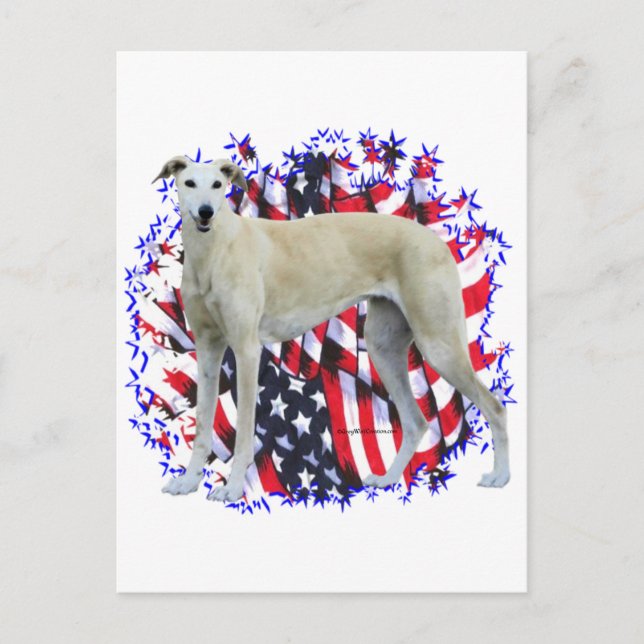 Carte Postale Greyhound Patriot (Devant)