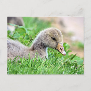 Carte Postale Greylag Goose Gosling