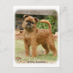 Carte Postale Griffon Bruxellois 9Y406D-078