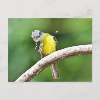 Carte Postale Gris