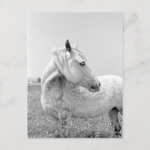 Carte Postale Gris tacheté au pâturage