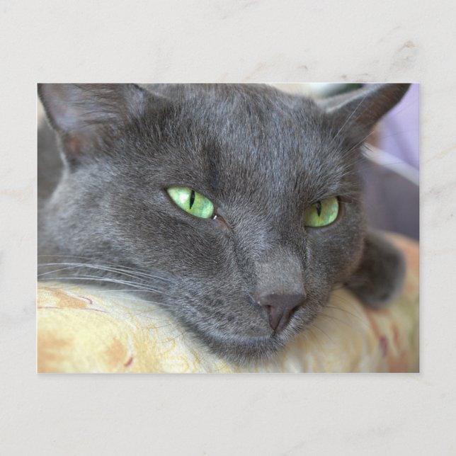 Carte postale grise de chat (Devant)