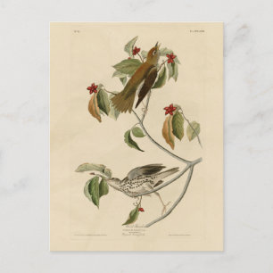 Carte Postale Grive de bois des oiseaux d'Amérique d'Audubon