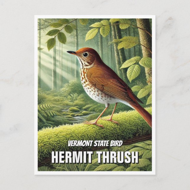 Carte Postale Grive d'ermite d'oiseaux du Vermont (Devant)