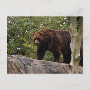 Carte Postale grizzli-ours-013