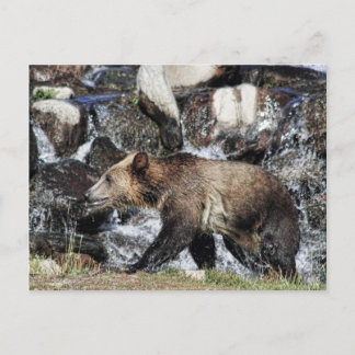 Carte Postale Grizzly