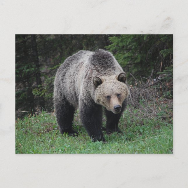 Carte Postale Grizzly Bear (Devant)