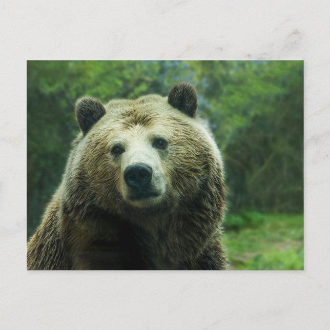 Carte Postale Grizzly Bear Close-Up (Devant)