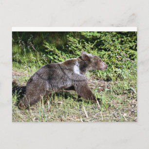 Carte Postale Grizzly Bear en course