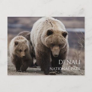 Carte Postale Grizzly Bear Sow, Cubs, Denali National Park, AK