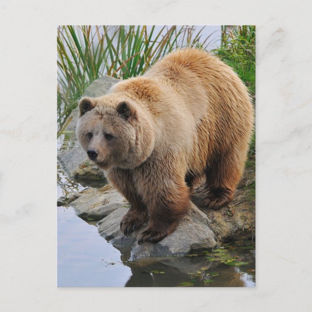 Carte Postale Grizzly Oear Wildlife Animal Photographie (Devant)