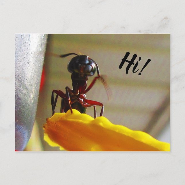 Carte Postale Gros charpentier Ant Want Bonjour (Devant)