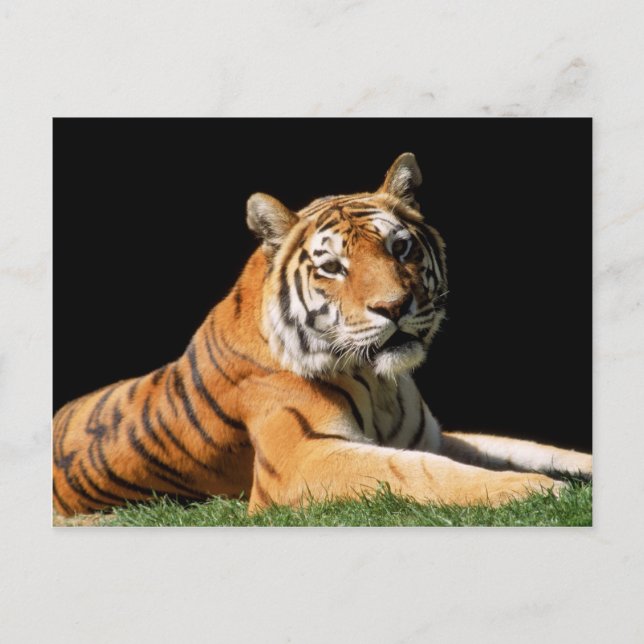 Carte Postale Gros Chats - 1 (Devant)