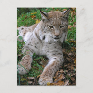 Carte Postale Gros chats - 11
