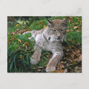 Carte Postale Gros chats - 11