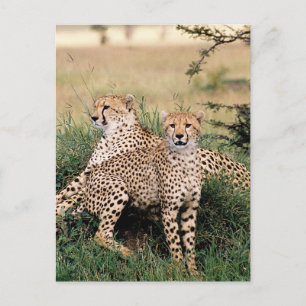 Carte Postale Gros Chats - 13