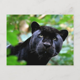 Carte Postale Gros Chats - 4