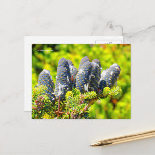 Carte Postale Gros cônes de sapin coréen bleu