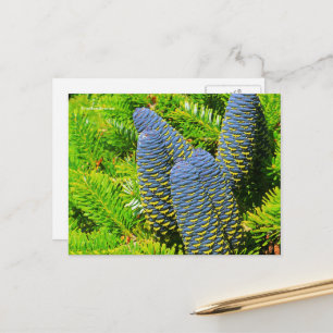 Carte Postale Gros cônes de sapin coréen bleu