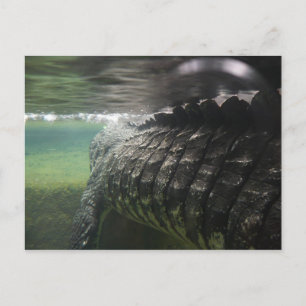 Carte Postale Gros crocodile