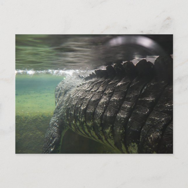 Carte Postale Gros crocodile (Devant)