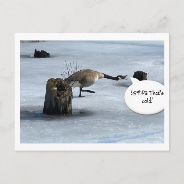 Carte Postale Gros hivernal (Devant)