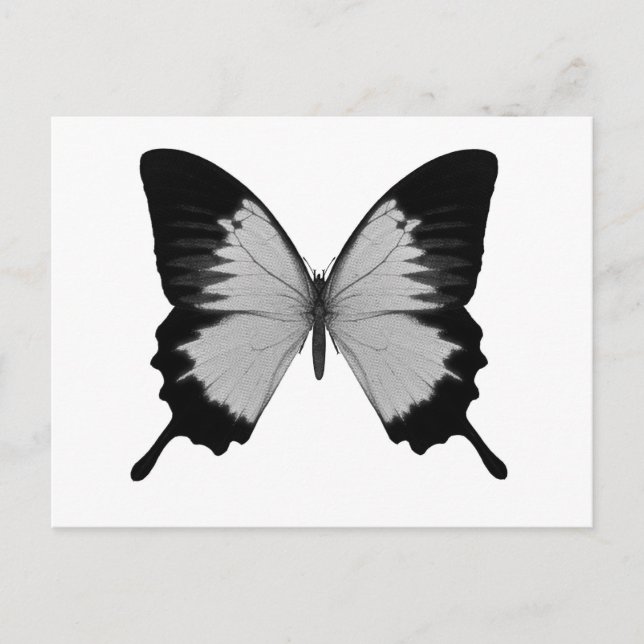 Carte Postale Gros Papillon gris et noir (Devant)