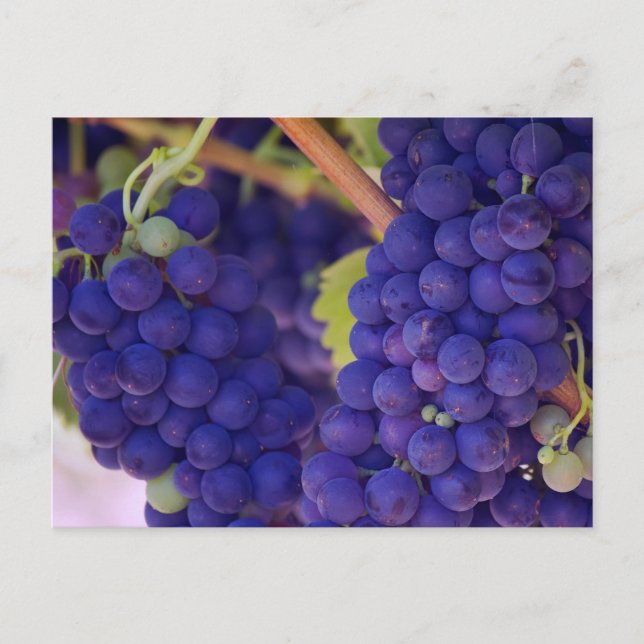 Carte Postale Gros pépin de raisins pourpres juteux (Devant)
