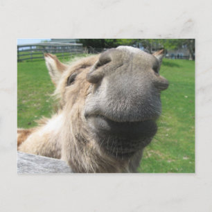 Carte Postale Gros plan