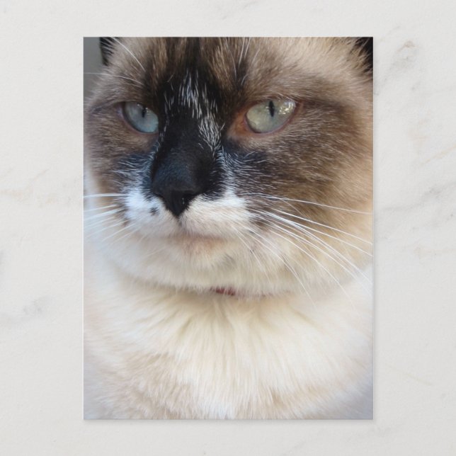 Carte Postale Gros Plan (Devant)