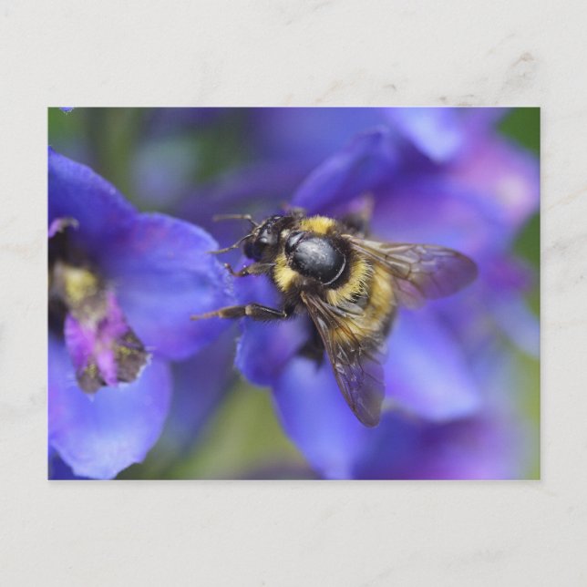 Carte Postale Gros plan (Devant)