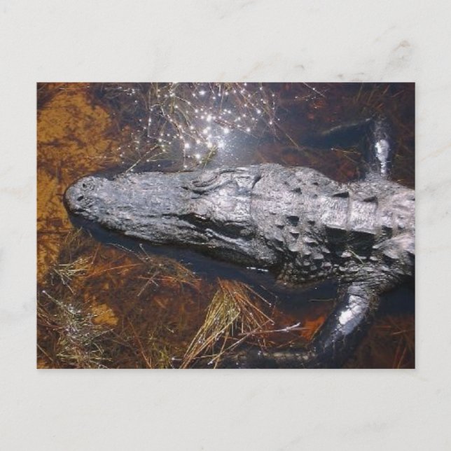 Carte Postale Gros plan Alligator de Floride (Devant)