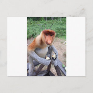 Carte Postale Gros plan avec le singe proboscis mâle