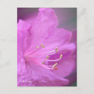 Carte Postale Gros plan Azalea