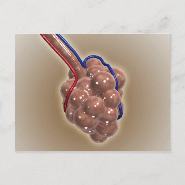 Carte Postale Gros Plan D'Alveolus (Devant)