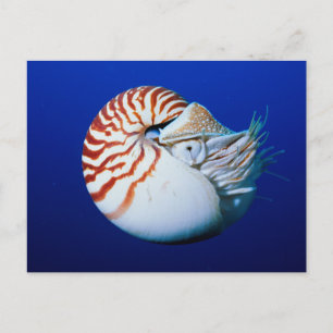 Carte Postale Gros Plan De Chambres Nautilus