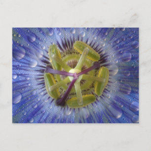 Carte Postale Gros plan de fleur de la passion couverte de rosée