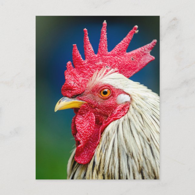 Carte Postale Gros plan de la coq (Devant)