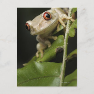 Carte Postale Gros plan de la grenouille des arbres forestiers (