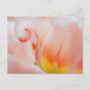 Carte Postale Gros plan de la tulipe 3