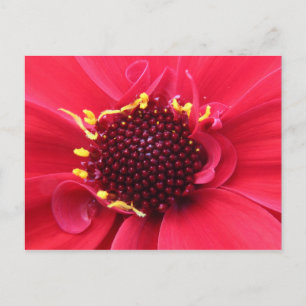 Carte Postale Gros plan de Red Dahlia