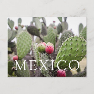 Carte Postale Gros Plan Des Cactus À Poires