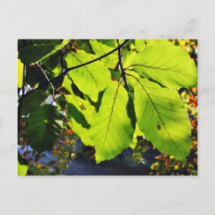 Carte Postale Gros Plan Des Feuilles De Hêtre