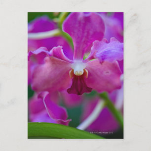Carte Postale Gros plan des orchidées roses