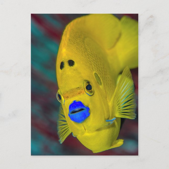 Carte Postale Gros plan des poissons-anges (Devant)