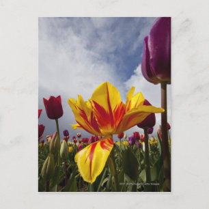 Carte Postale Gros plan des tulipes colorées en fleurs en Oregon