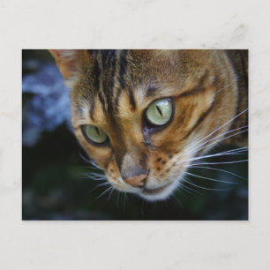 Carte Postale Gros plan du chat du Bengale